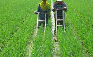 man padi sawah merupakan salah satu factor penting yang harus mendapat perhatian penuh dem TAHAPAN PEMELIHARAAN TANAMAN PADI